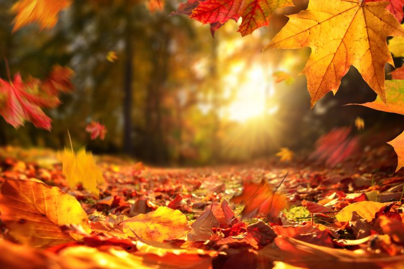 Park Leaf Removal