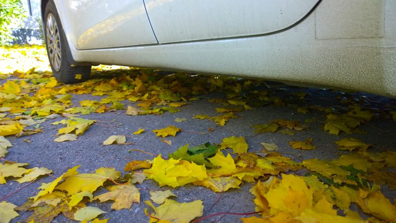 Parking Lot Leaf Removal