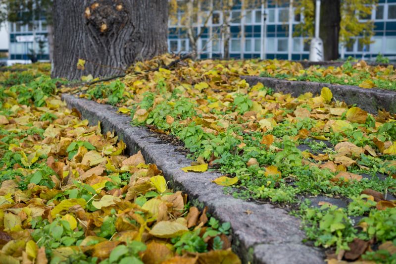 School Leaf Removal