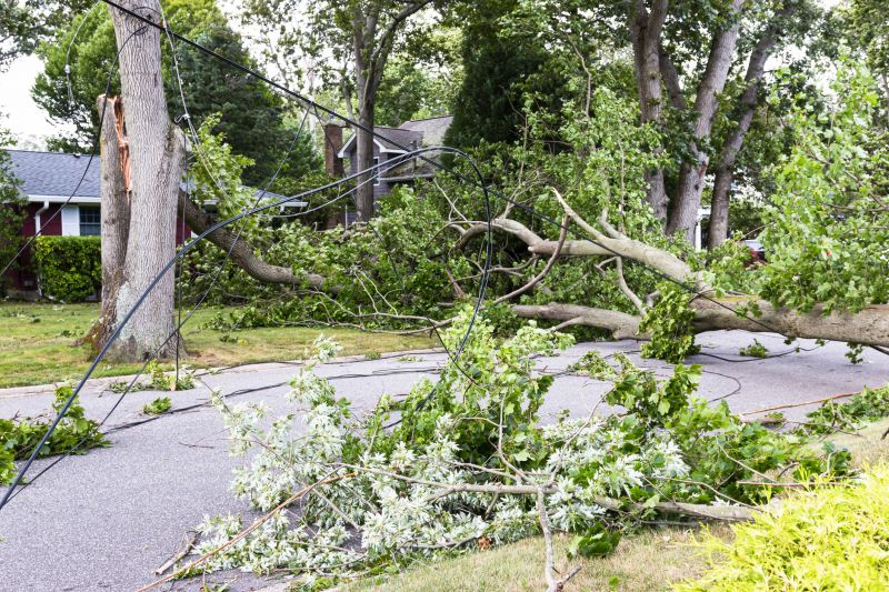 Tree Limb Cleanup in Honolulu, HI